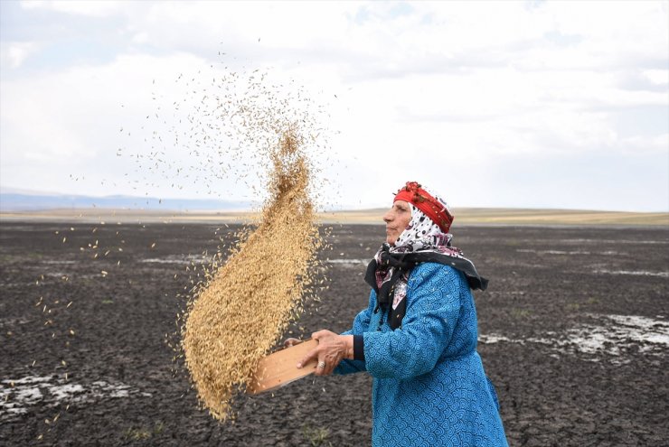 Kuruyan Kuyucuk Gölü'nde Tahıl Savurdular