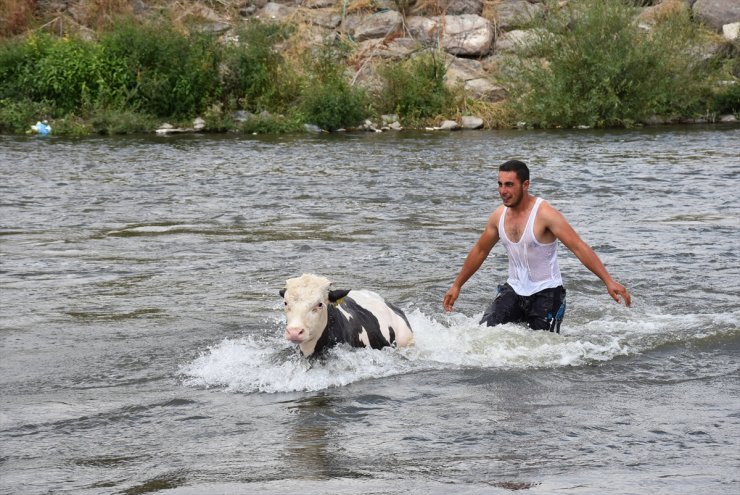 Hayvanları 'Akarsu'da Serinletiyorlar