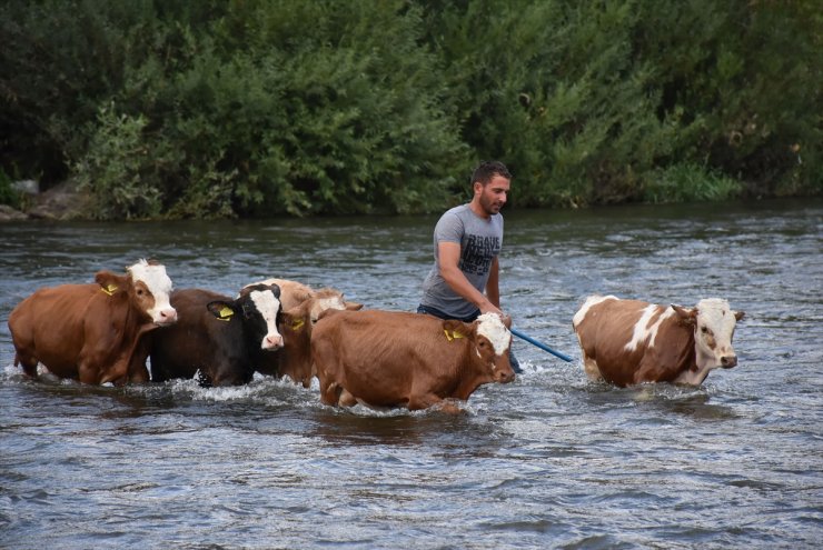 Hayvanları 'Akarsu'da Serinletiyorlar