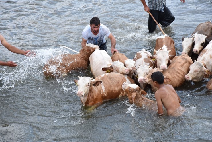 Hayvanları 'Akarsu'da Serinletiyorlar