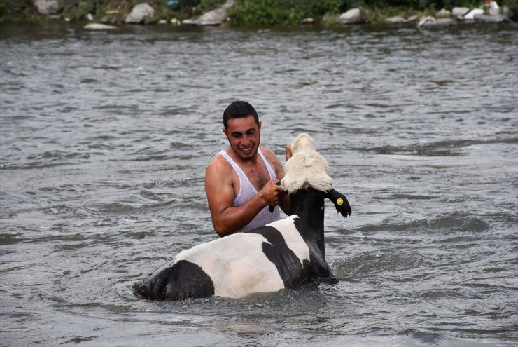 Hayvanları 'Akarsu'da Serinletiyorlar