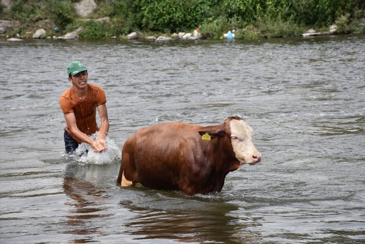 Hayvanları 'Akarsu'da Serinletiyorlar