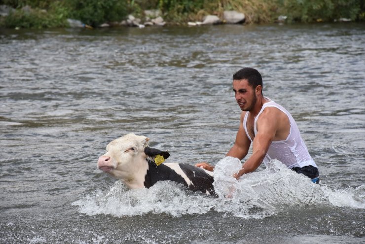 Hayvanları 'Akarsu'da Serinletiyorlar