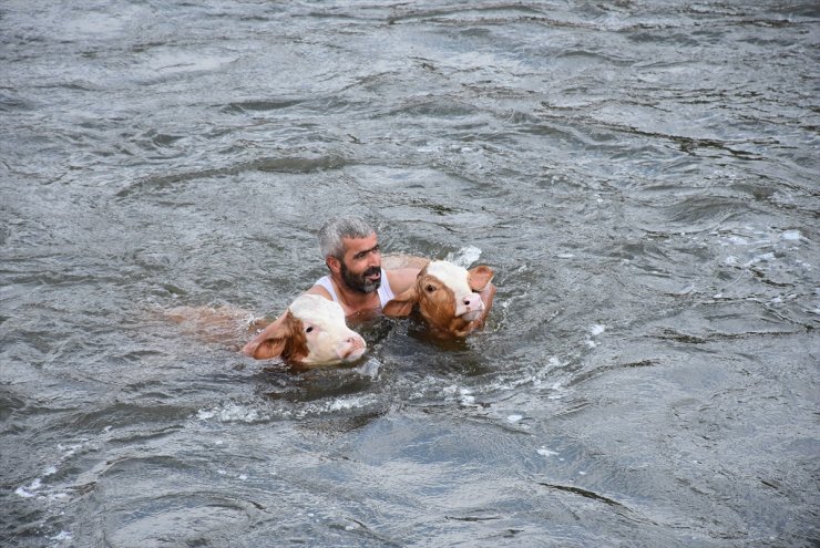 Hayvanları 'Akarsu'da Serinletiyorlar