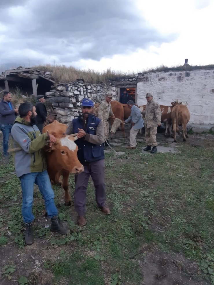 Çalınan Hayvanlar Ardahan’da Bulundu