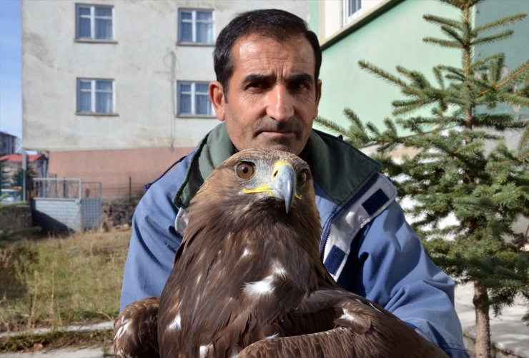 Yaralı Kartal Tedavi Altına Alındı