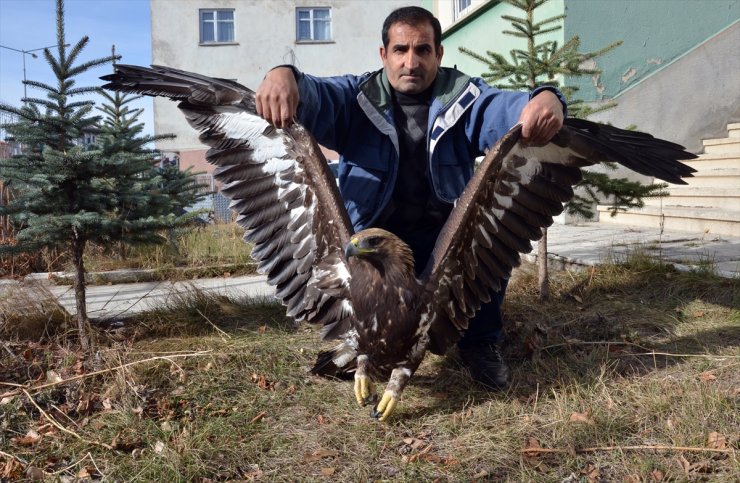 Yaralı Kartal Tedavi Altına Alındı