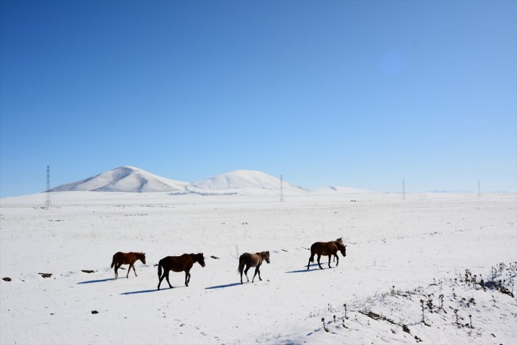 Bölgenin En Soğuk İli Kars