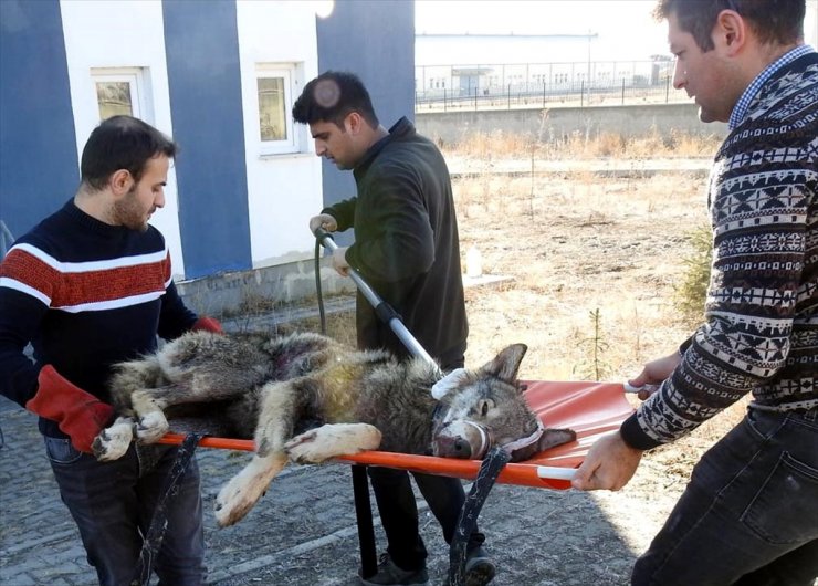 Yaralı Bulunan Kurt Tedavi Altına Alındı