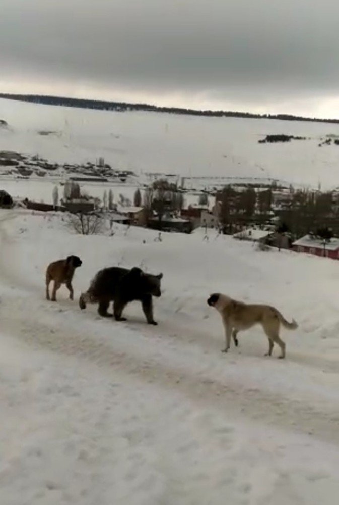 Köpekler ‘Boz Ayı’nın Yolunu Kesti