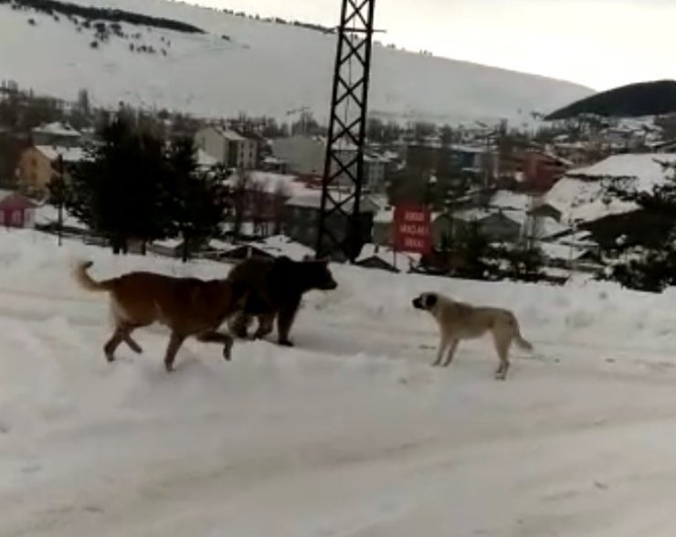 Köpekler ‘Boz Ayı’nın Yolunu Kesti