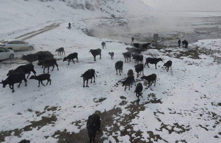 Bitlis’te Mandaların Kaplıca Sefası