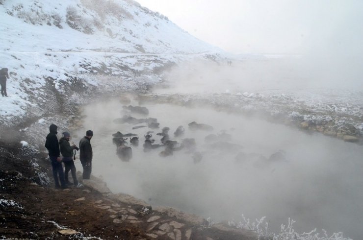 Bitlis’te Mandaların Kaplıca Sefası