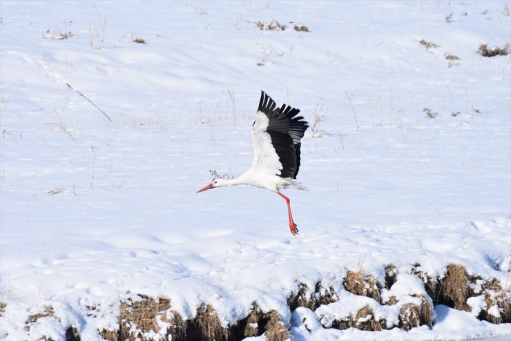 Kars'ın 'Göç Etmeyen Leylekleri'