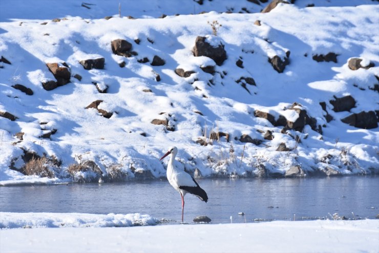 Kars'ın 'Göç Etmeyen Leylekleri'