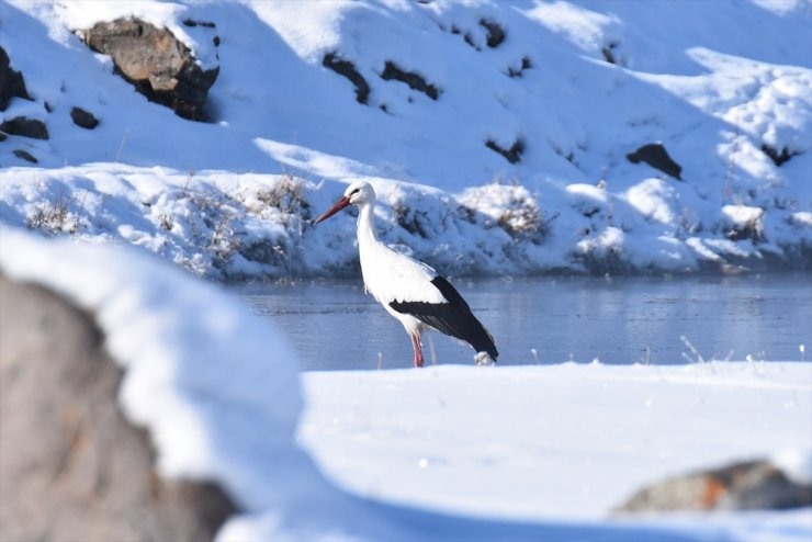 Kars'ın 'Göç Etmeyen Leylekleri'