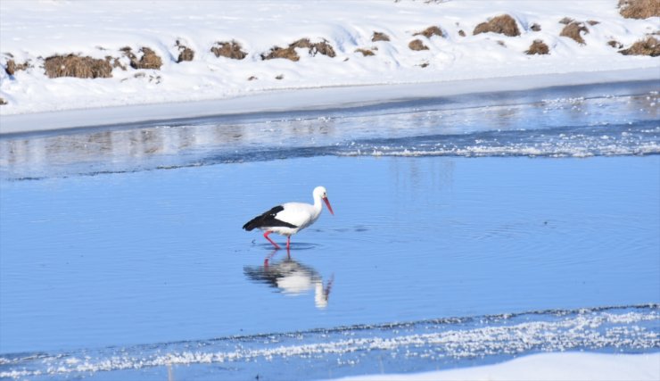 Kars'ın 'Göç Etmeyen Leylekleri'