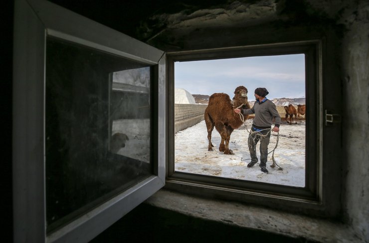 Kar Üstünde Şampiyon Develer Yetiştiriyorlar
