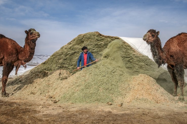 Kar Üstünde Şampiyon Develer Yetiştiriyorlar