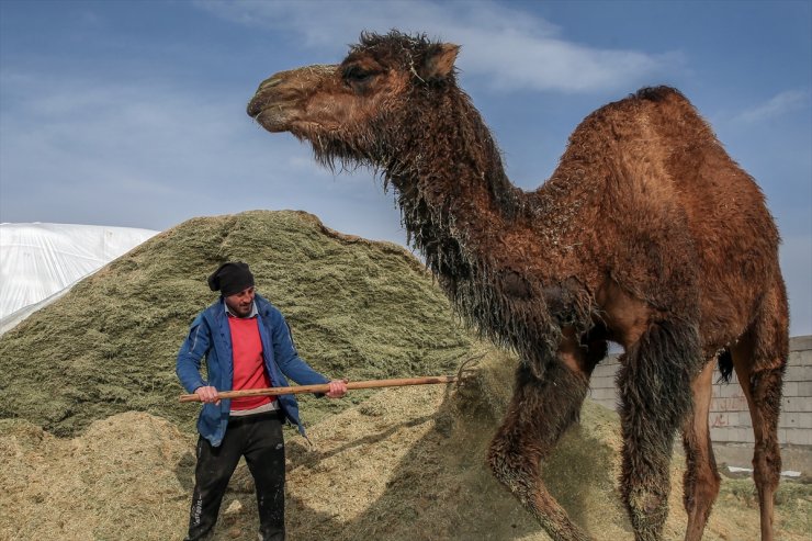 Kar Üstünde Şampiyon Develer Yetiştiriyorlar