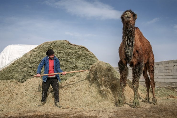 Kar Üstünde Şampiyon Develer Yetiştiriyorlar
