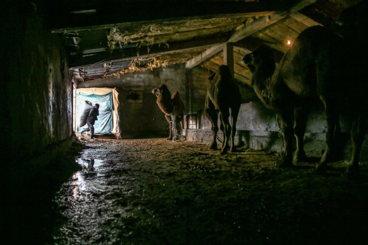 Kar Üstünde Şampiyon Develer Yetiştiriyorlar