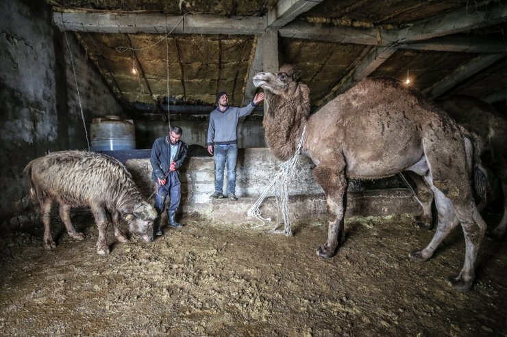 Kar Üstünde Şampiyon Develer Yetiştiriyorlar