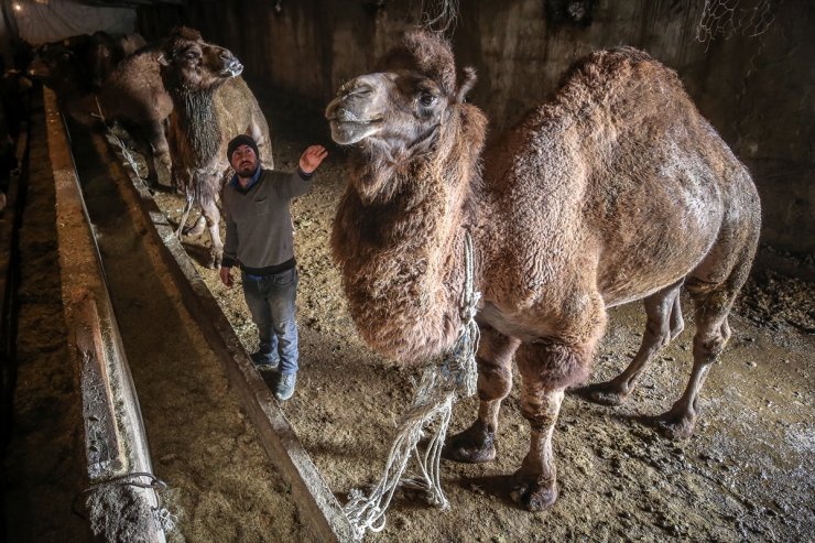 Kar Üstünde Şampiyon Develer Yetiştiriyorlar