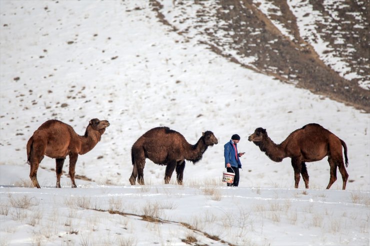 Kar Üstünde Şampiyon Develer Yetiştiriyorlar