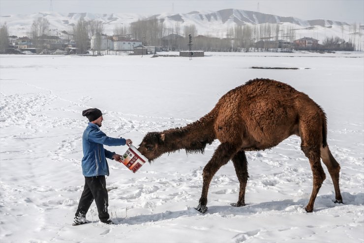 Kar Üstünde Şampiyon Develer Yetiştiriyorlar
