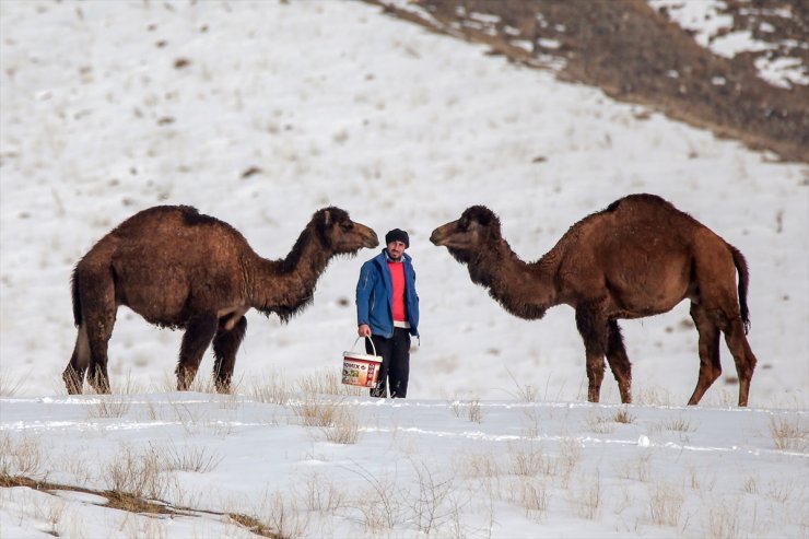 Kar Üstünde Şampiyon Develer Yetiştiriyorlar
