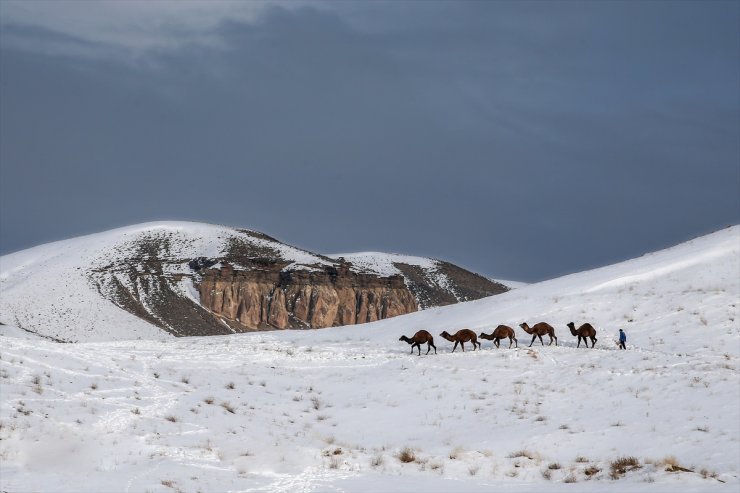 Kar Üstünde Şampiyon Develer Yetiştiriyorlar