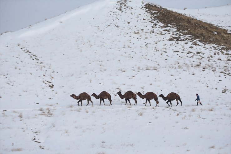 Kar Üstünde Şampiyon Develer Yetiştiriyorlar