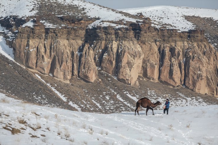 Kar Üstünde Şampiyon Develer Yetiştiriyorlar