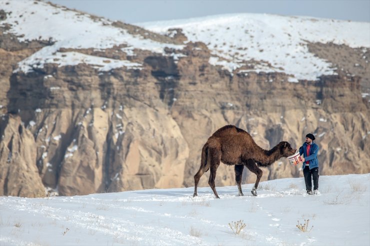 Kar Üstünde Şampiyon Develer Yetiştiriyorlar