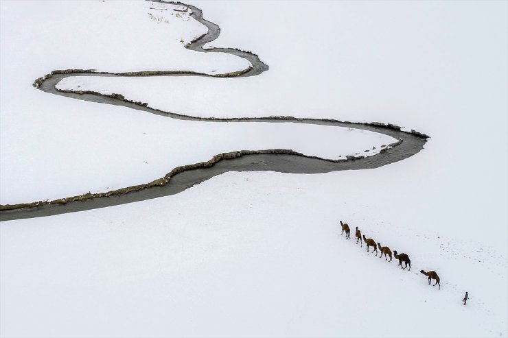 Kar Üstünde Şampiyon Develer Yetiştiriyorlar