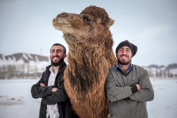 Kar Üstünde Şampiyon Develer Yetiştiriyorlar