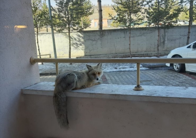 Tilkinin Balkon Sefası