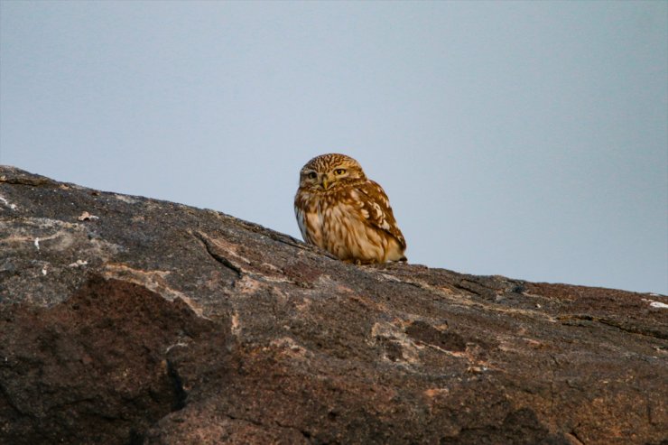 Ağrı Dağı Milli Parkı’nda Yaban Hayat