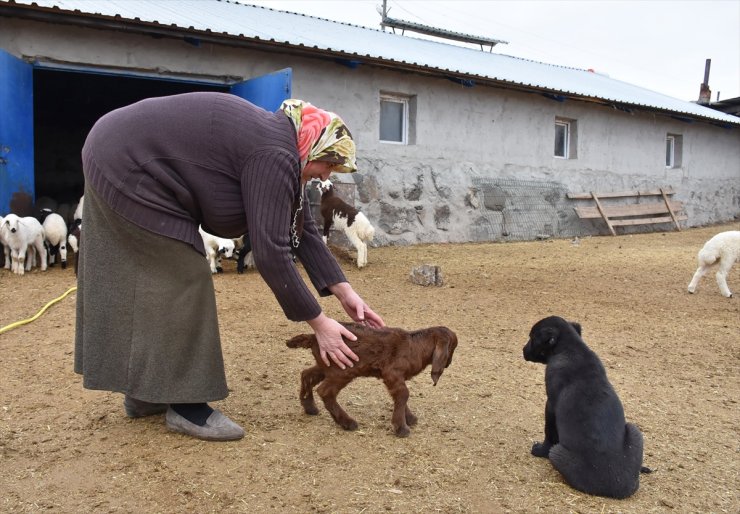 Kars'ta Baharın Müjdecisi Oğlak ve Kuzular