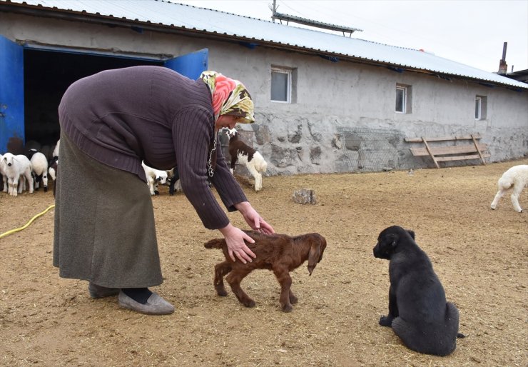 Kars'ta Baharın Müjdecisi Oğlak ve Kuzular