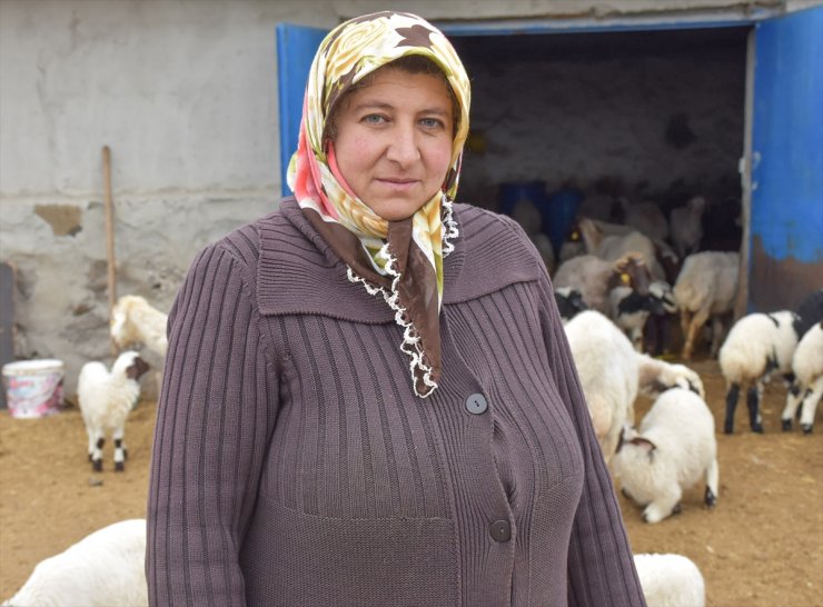 Kars'ta Baharın Müjdecisi Oğlak ve Kuzular