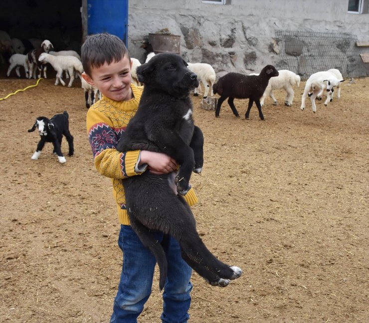 Kars'ta Baharın Müjdecisi Oğlak ve Kuzular