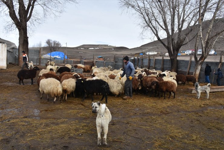 Kars'ta Baharın Müjdecisi Oğlak ve Kuzular