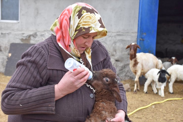 Kars'ta Baharın Müjdecisi Oğlak ve Kuzular