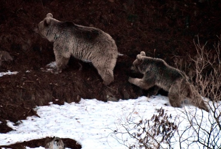 Bozayılar 'Kış Uykusu'ndan Uyandı