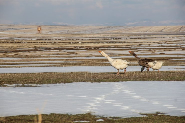 Kars'ta Ağaçların Dalları Buz Tuttu