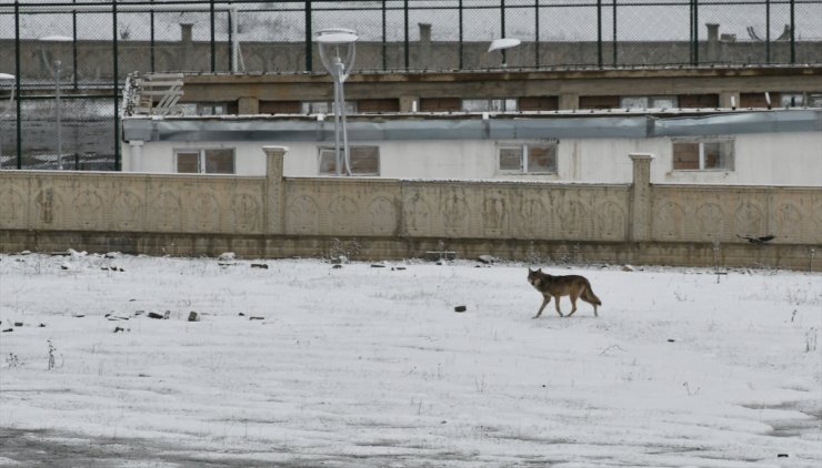 Sarıkamış’ta Kar Manzaraları