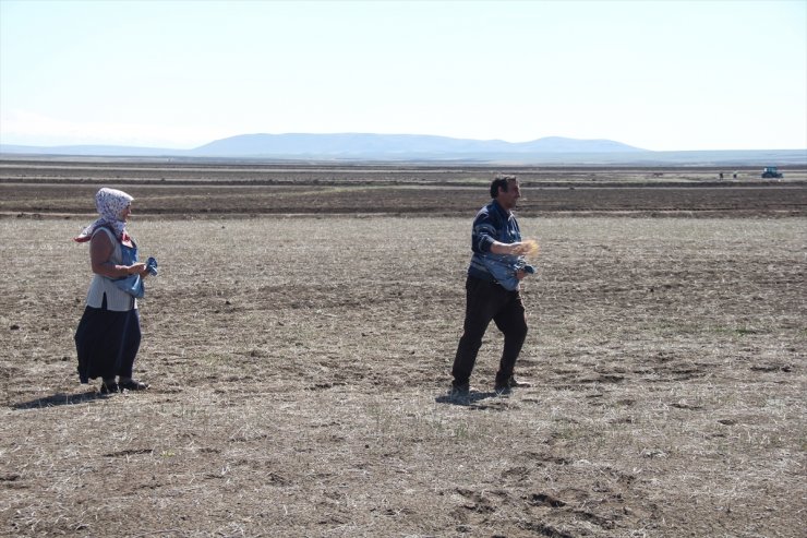 Kars'ta Tarla Sürümü ve Ekimi Başladı