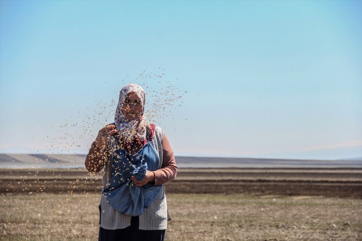 Kars'ta Tarla Sürümü ve Ekimi Başladı